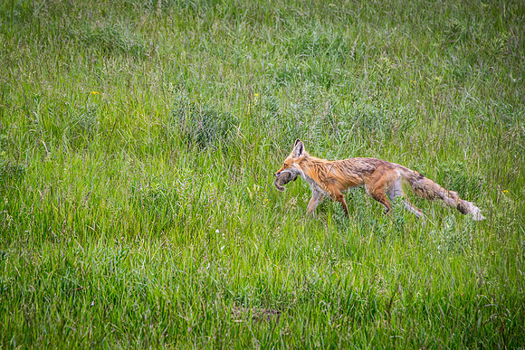 Taking home dinner