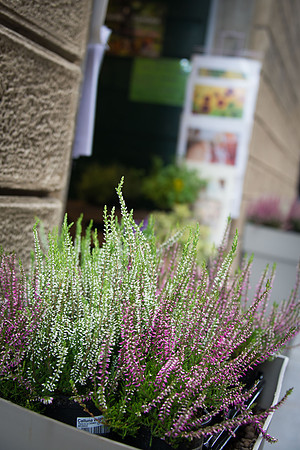 Cortona - 10