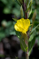 Evening Primrose-1