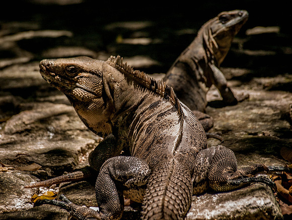 Iguana