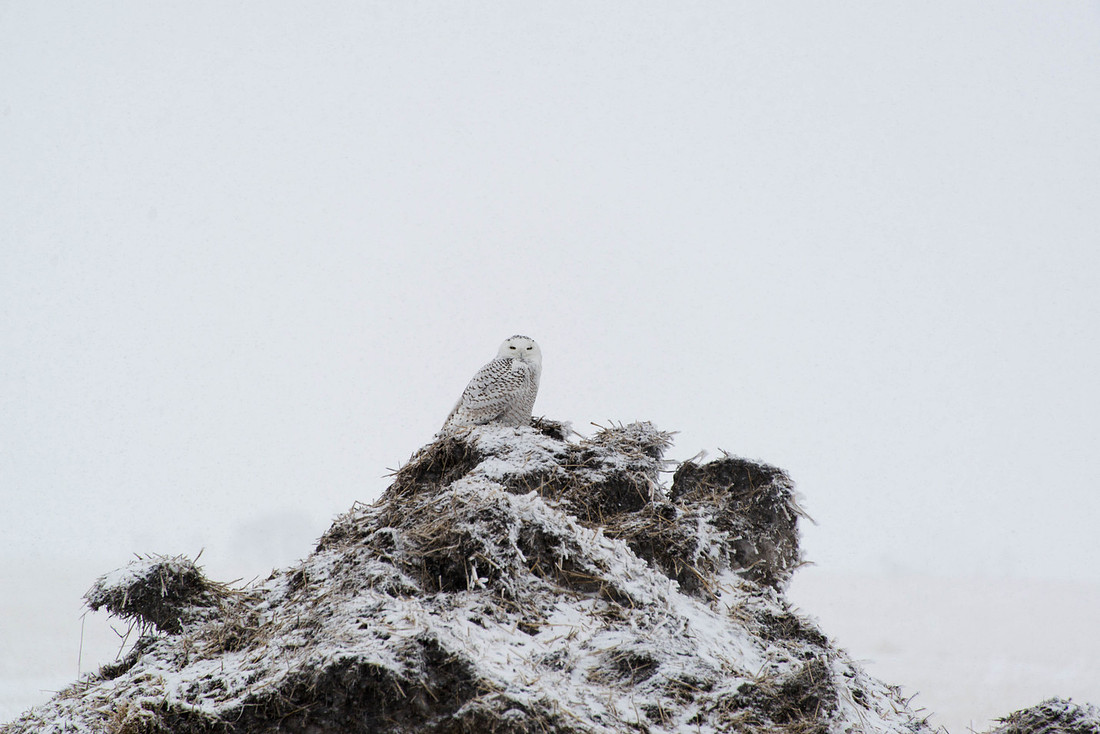 Perched on a mass of old straw