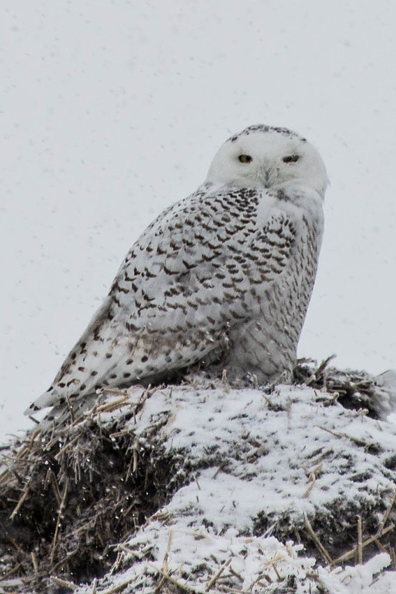 Whoo wants to take my picture?