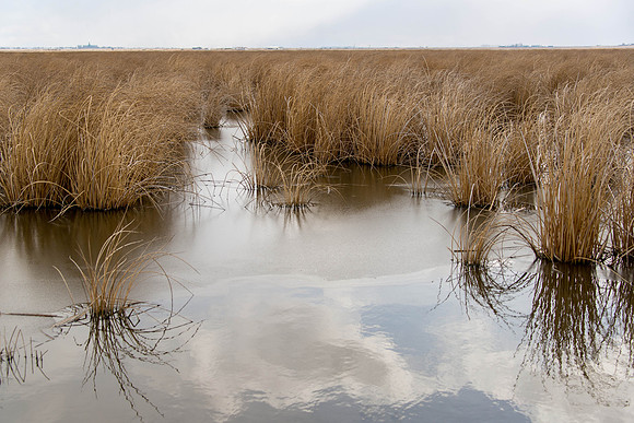 Bulrushes