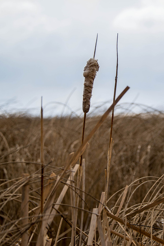 Cattails