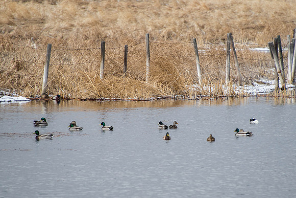 Mallards in their fanciest courting colours