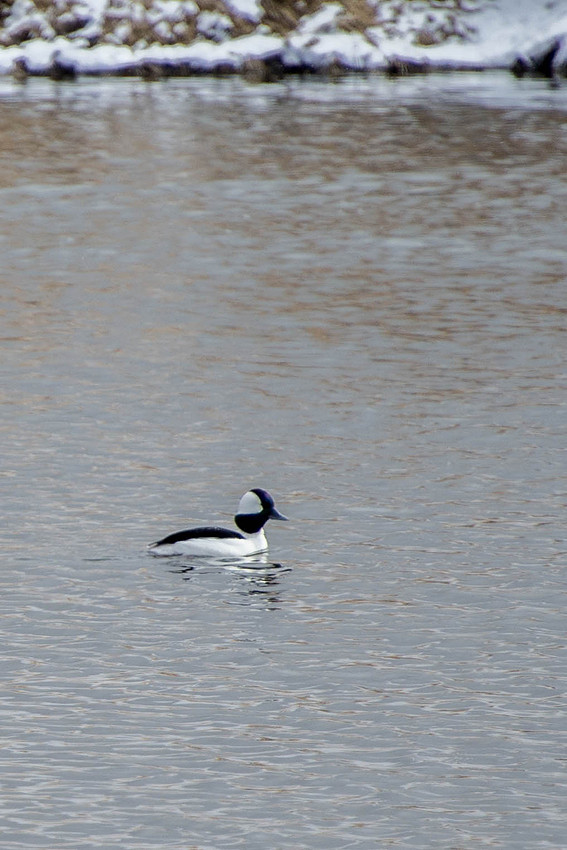 Bufflehead still looking for a mate