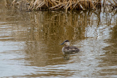 female Ruddy Duck