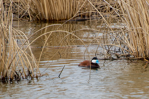 male Ruddy Duck