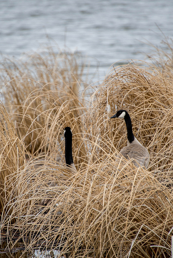 house hunting young pair of Canada Geese
