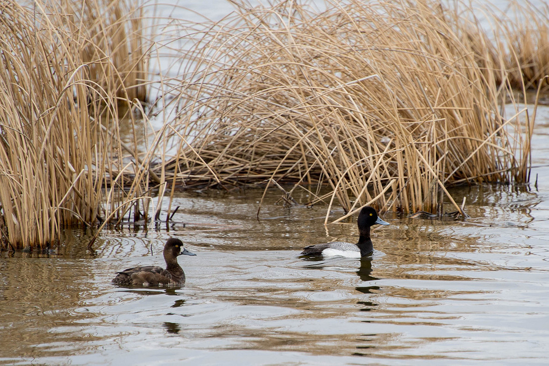 Greater Scaup pair
