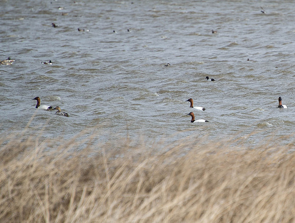 Canvasback