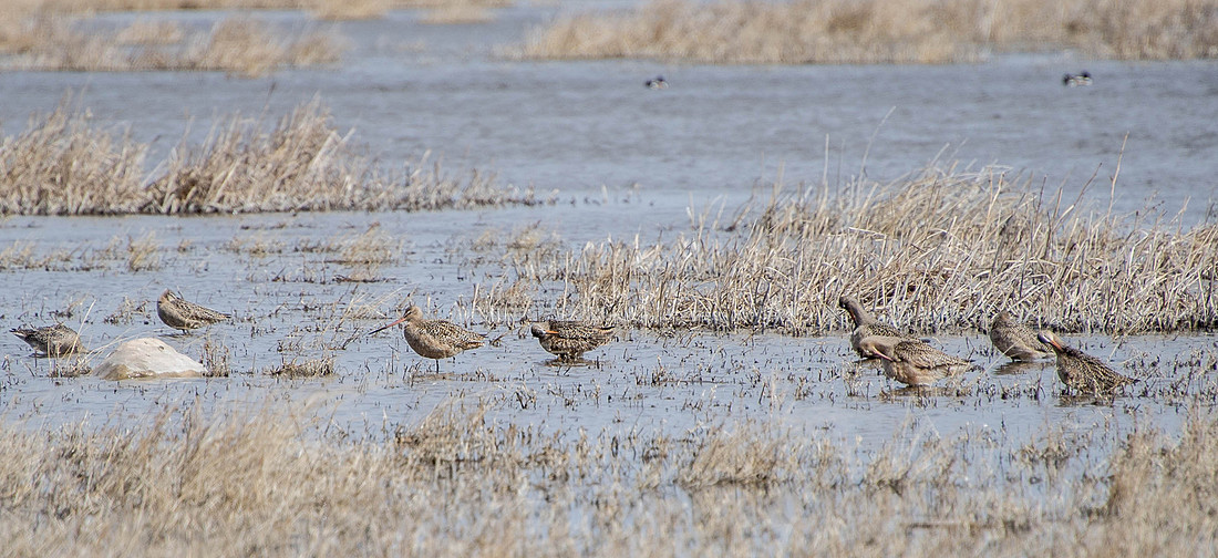 Marbled Godwit