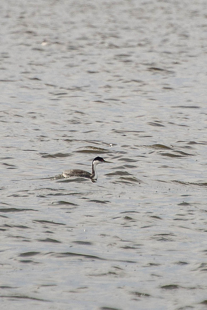 Western Grebe