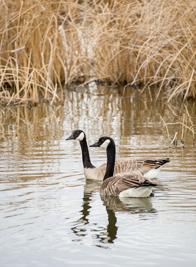 Canada Geese