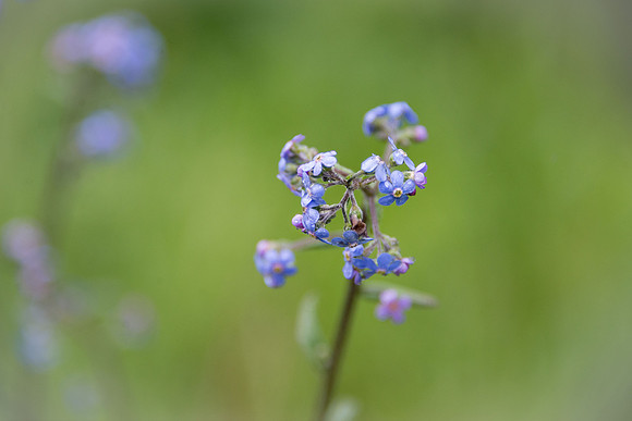Alpine forget-me-not