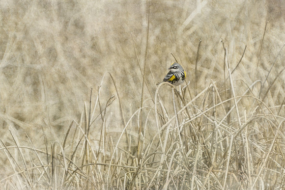 Yellow-rumped Warbler 12x18, 2 inch gallery wrap - $230.00