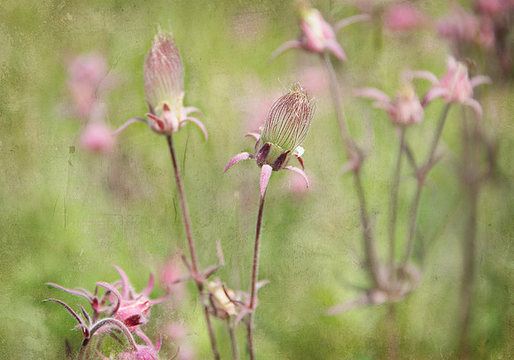 Old Man's Whiskers, 14x20 gallery wrap - $190.00