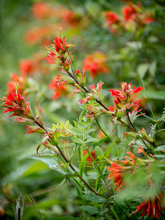 Paintbrush II