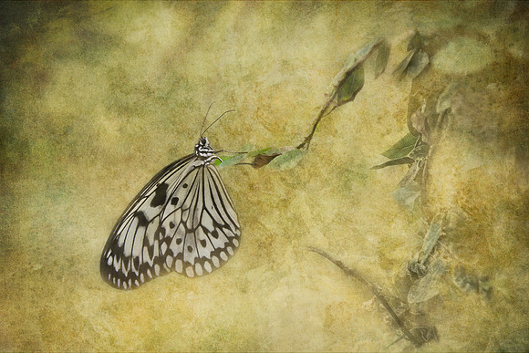 Pretty Lady, 12x20 gallery wrap - $245.00