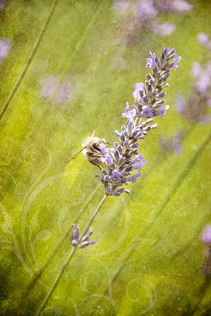 Lavender & The Honey Bee,  12x18, gallery wrap - $230.00