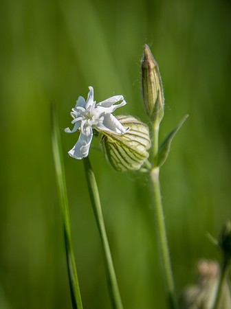 White Campion