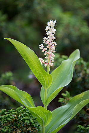 False Solomon's Seal