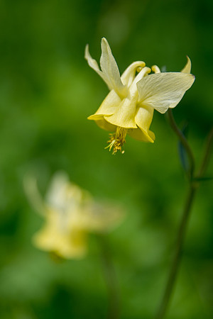 Yellow Columbine