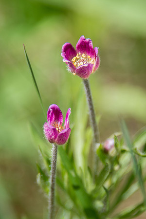 Cut-leaved Anemone