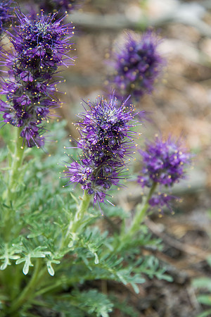 Silky Scorpionweed