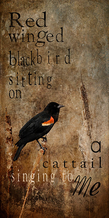 Red-winged blackbird 10x20 with 2 inch gallery wrap - $175.00