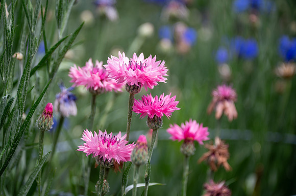 Garden-5