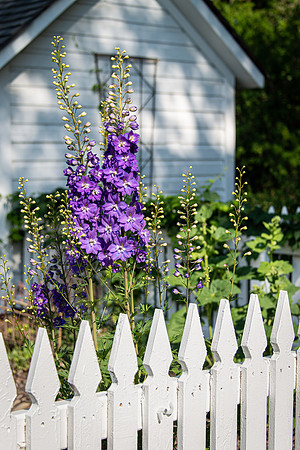 Garden-1