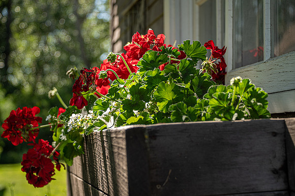 Garden-2
