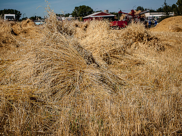 Threshing Bee-1