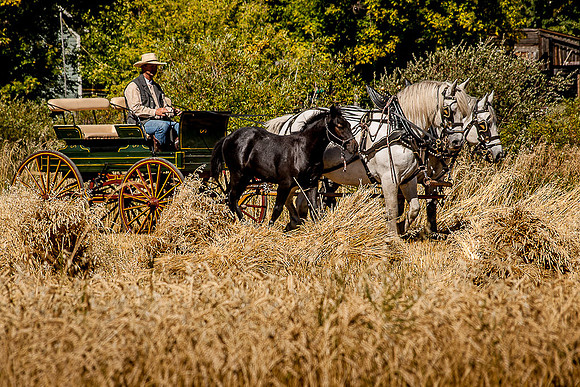 Threshing Bee-2