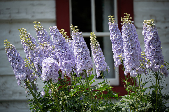 Garden-4