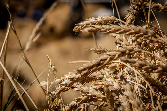 Threshing Bee-6