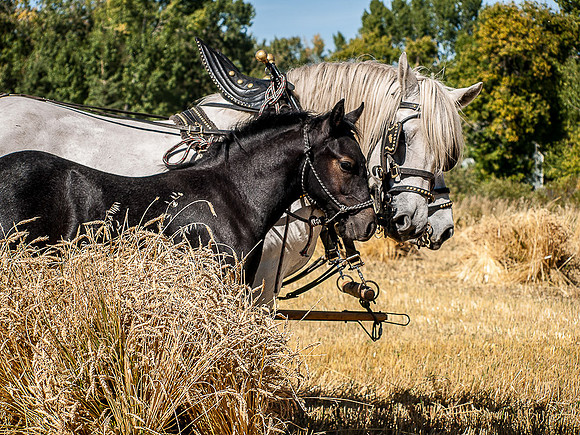 Threshing Bee-4