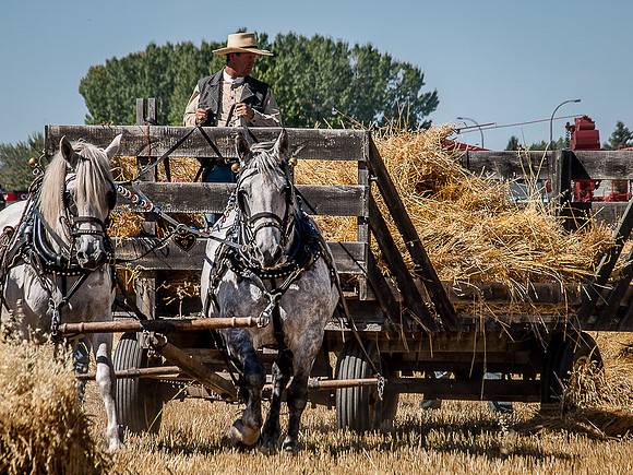 Threshing Bee-7
