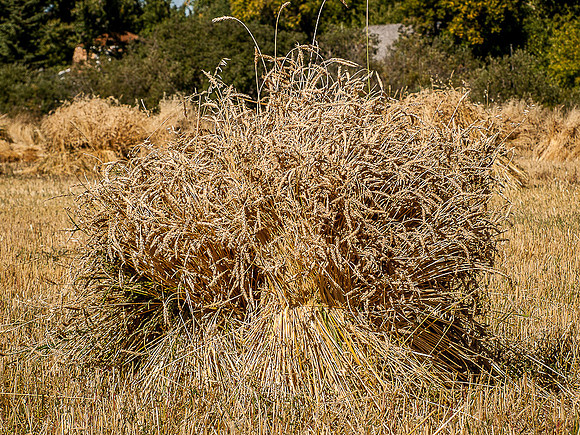 Threshing Bee-5