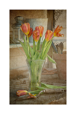 8 x 12 Garden Tulips $13.00