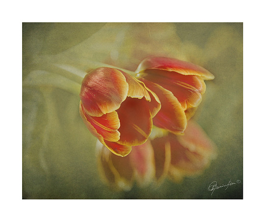 10 x 12 Tulips $17.00