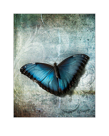 8 x 10 Blue Morpho $10.00