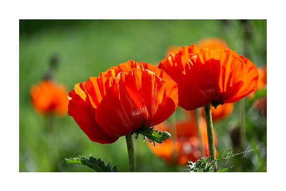 10 x 15 Two Poppies $23.00