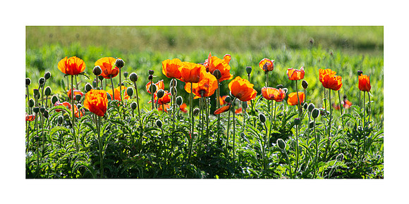 8 x 16 Poppies $25.00