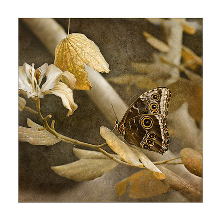 12 x 12 Blue Morpho in Brown $20.00