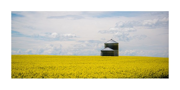 8 x 16 Canola Field $22.00
