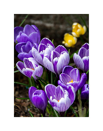11 x 14 Crocus $22.00