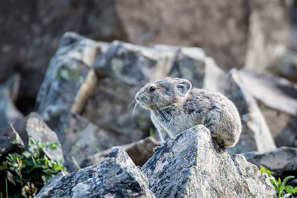 Pika of Rock Glacier