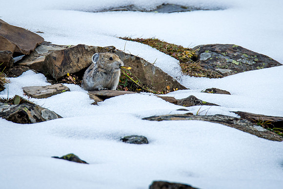 Pika of Rock Glacier - snacking